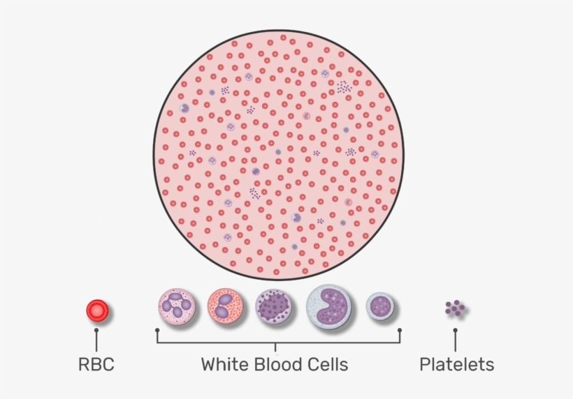 Magnified View Of A Drop Of Blood Containing Wbcs, - Many Red Blood Cells Are In One Drop Of Blood, transparent png download