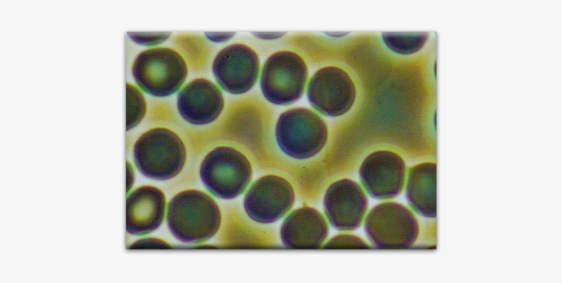 After Double Helix Water Blood Cells - Cell, transparent png download