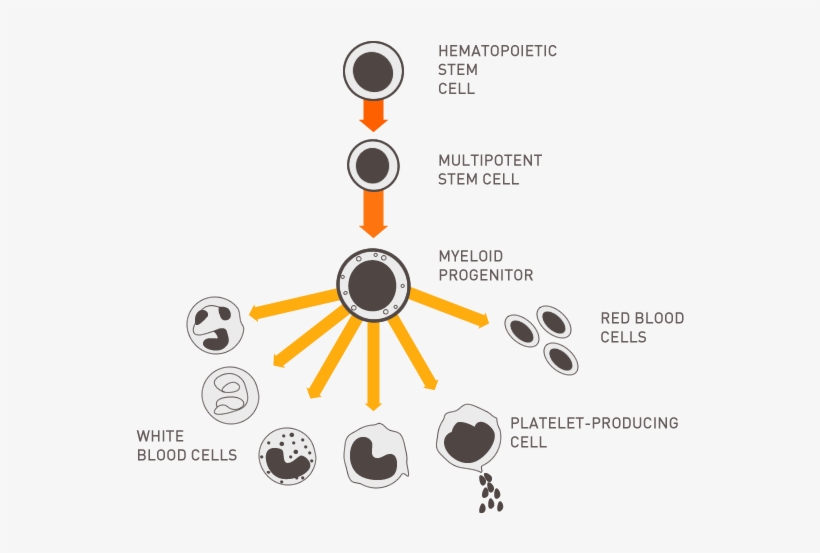 Celulasestaminais - Haematopoietic Stem Cells Umbilicol Cord, transparent png download