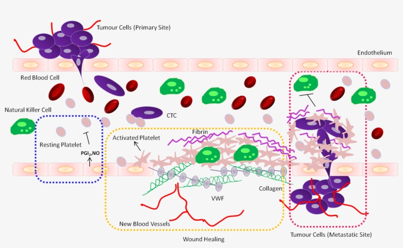 High Purity Enrichment Of Disease Specific Genomes - Cancer Cell And Platelet, transparent png download