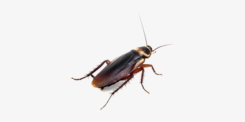 Cockroaches - Brown Cockroach, transparent png download