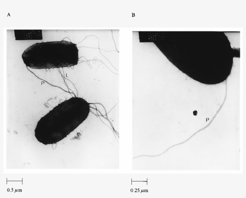 Transmission Electron Micrographs Of Plate Grown Wild - Flower Beetles, transparent png download
