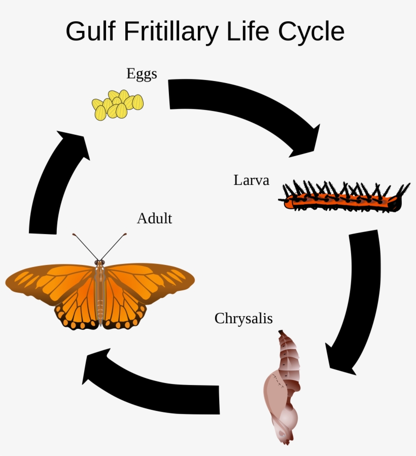 Open Characteristics Of Life Evolve Transparent Png 00x2222 Free Download On Nicepng