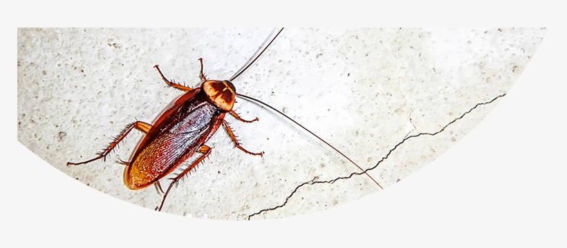 Photos Of Termidor Roach Control - Kecoa, transparent png download