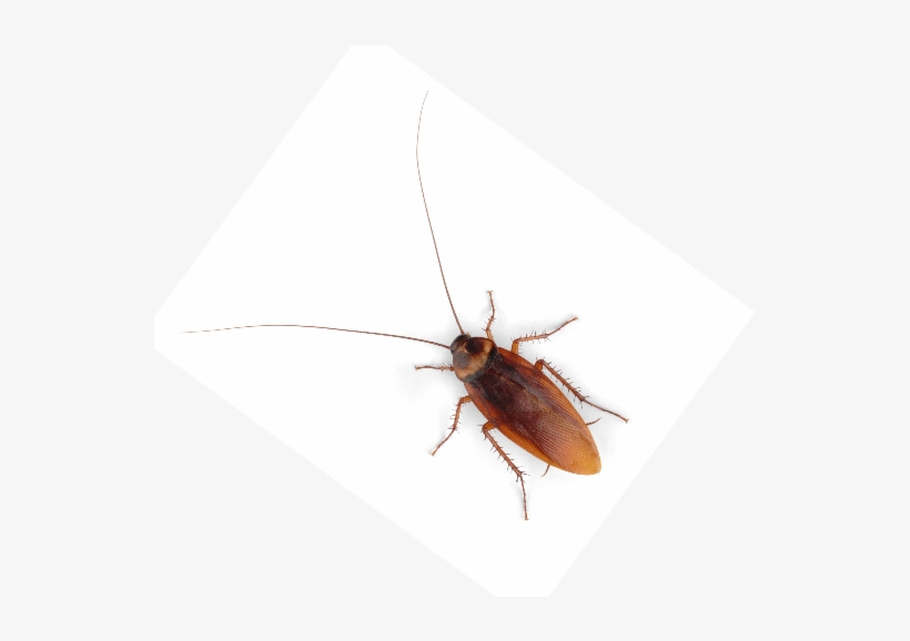 Fancy Halloween Party Decorative Horror Bug Cockroach, transparent png download