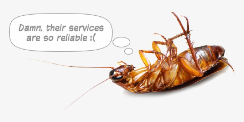 Cockroach, transparent png download