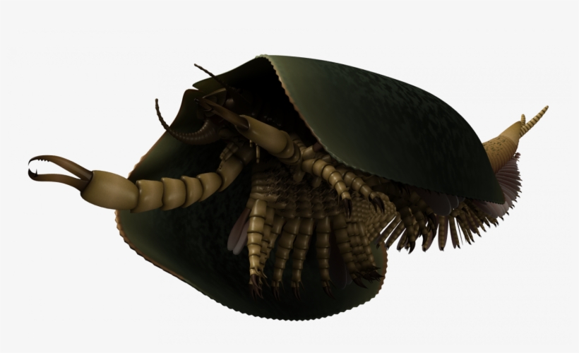 Paleontologists Identify New 507 Million Year Old Sea - Tokummia Katalepsis, transparent png download
