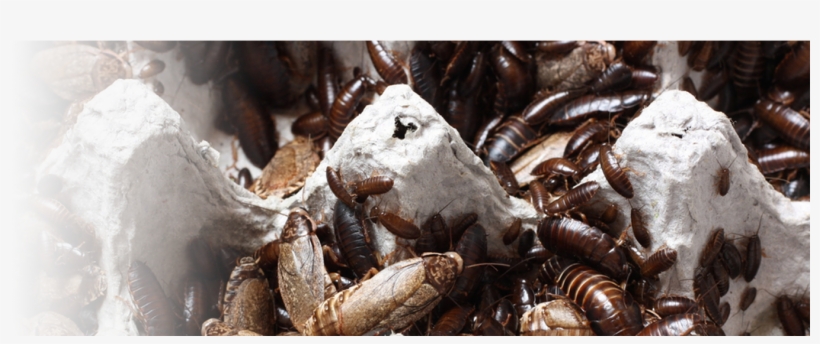 Roaches Will Nibble At Books And Food Packages - Firebrat, transparent png download