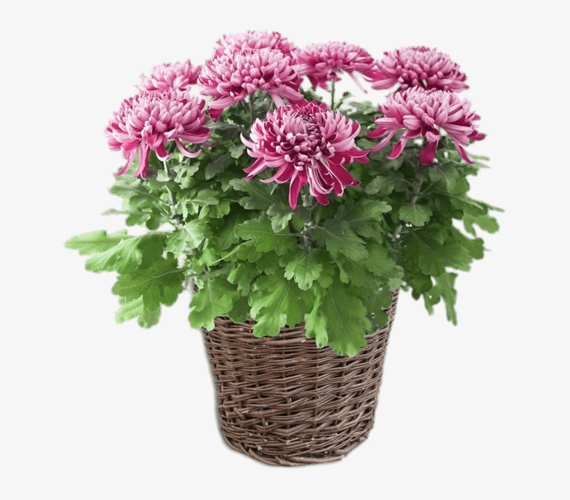 Potted Pink Chrysanthemum - Chrysanthèmes En Pot, transparent png download