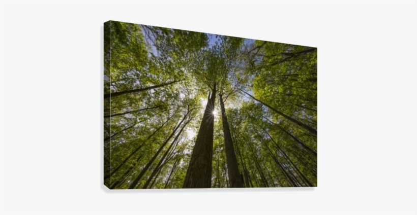 An Ontario Maple Forest In Summer With The Sun Shining - Ontario Maple Forest In Summer, transparent png download