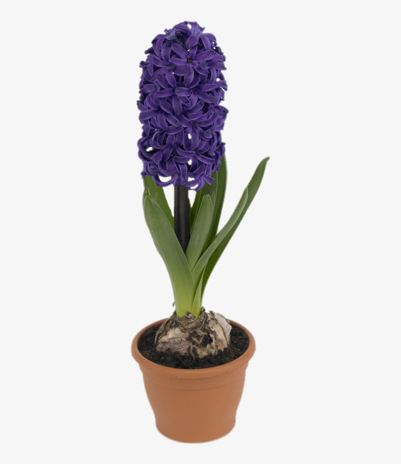 Potted Hyacinth - گل سنبل طبیعی, transparent png download