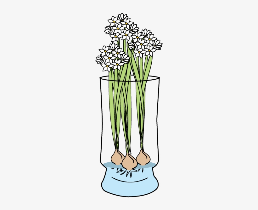 Paperwhites - Bloomaker, Inc., transparent png download