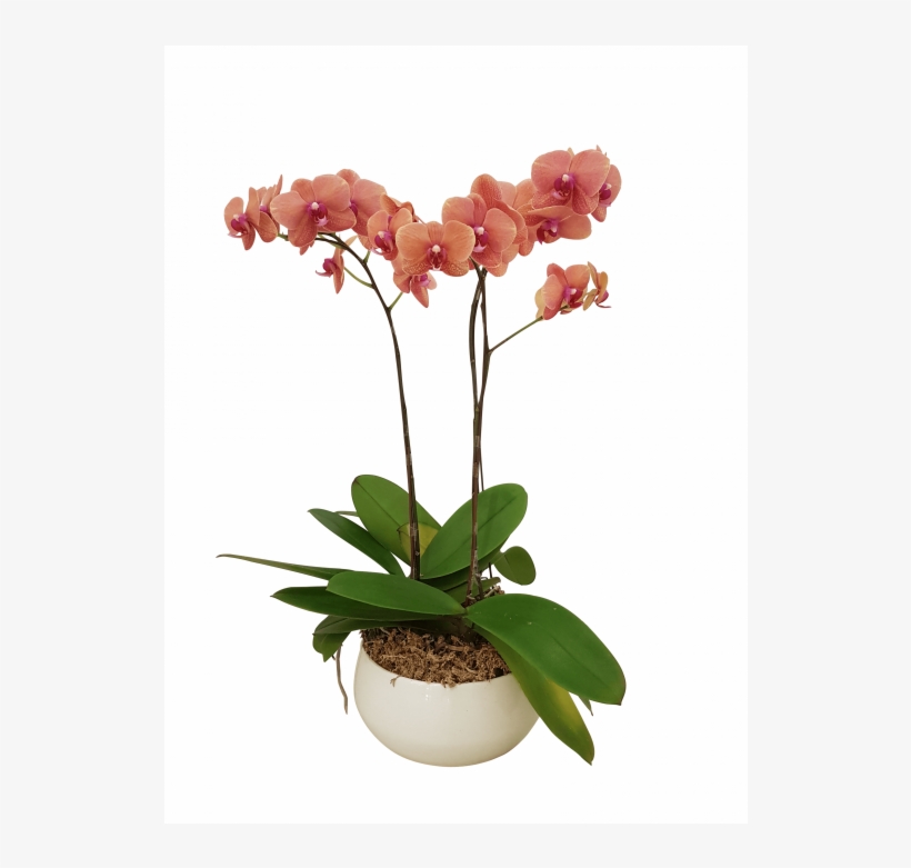 Three Potted Orchids - Orchids Png, transparent png download