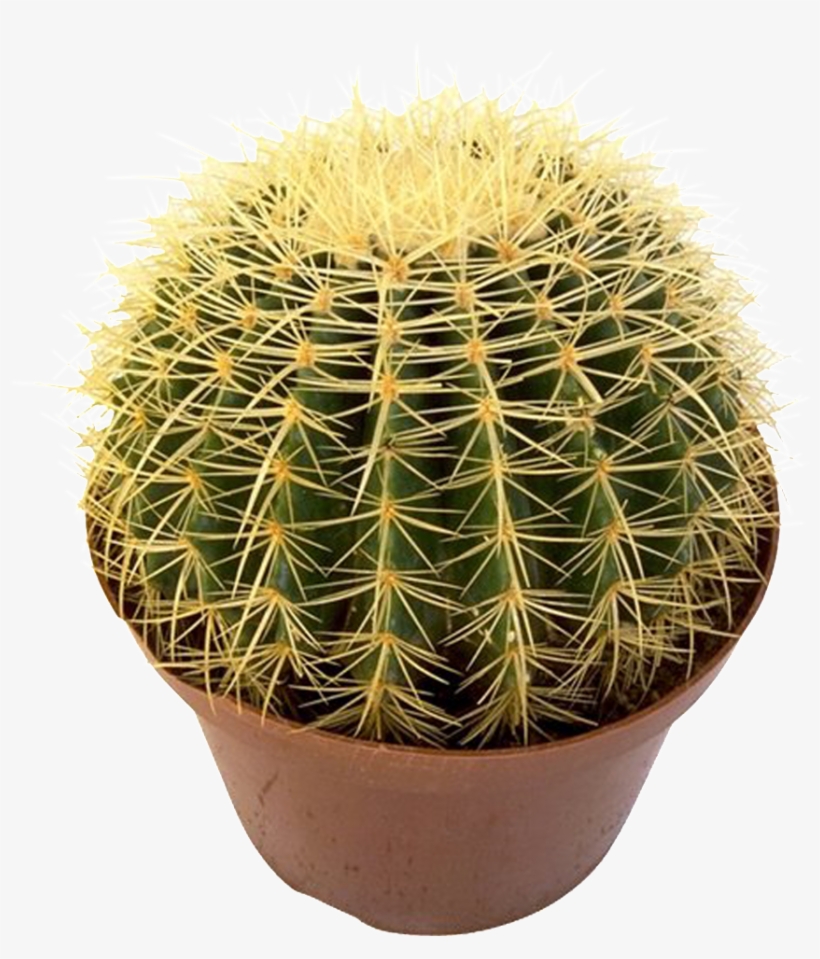 Prickly Pear Beautiful Potted Flower - Cactus, transparent png download