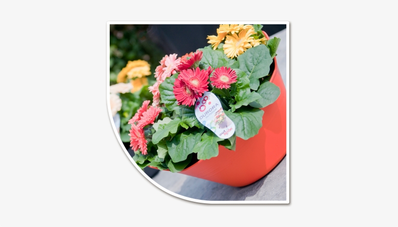 Potted Plants - Transvaal Daisy, transparent png download