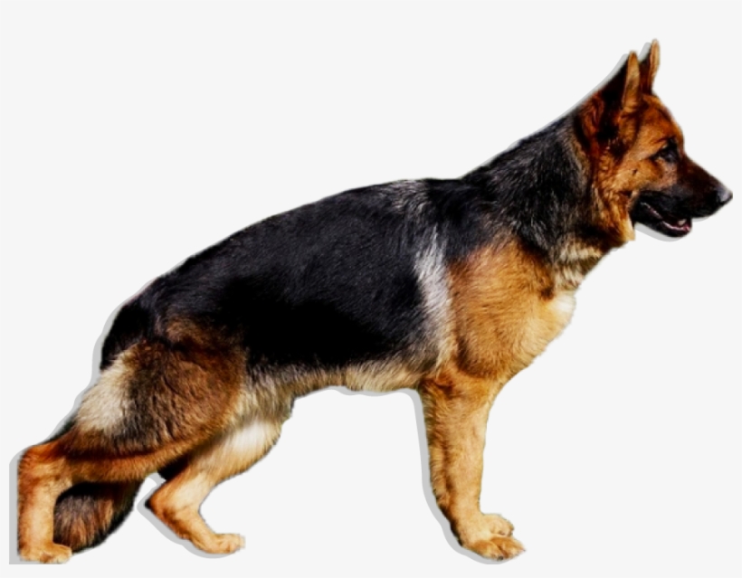 La Imagen No Esta Disponible - Perro Pastor Aleman Png, transparent png download