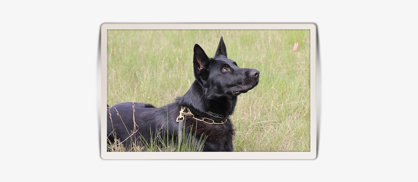 Jet Is Our Young Male And The First Completely Black - Dog, transparent png download