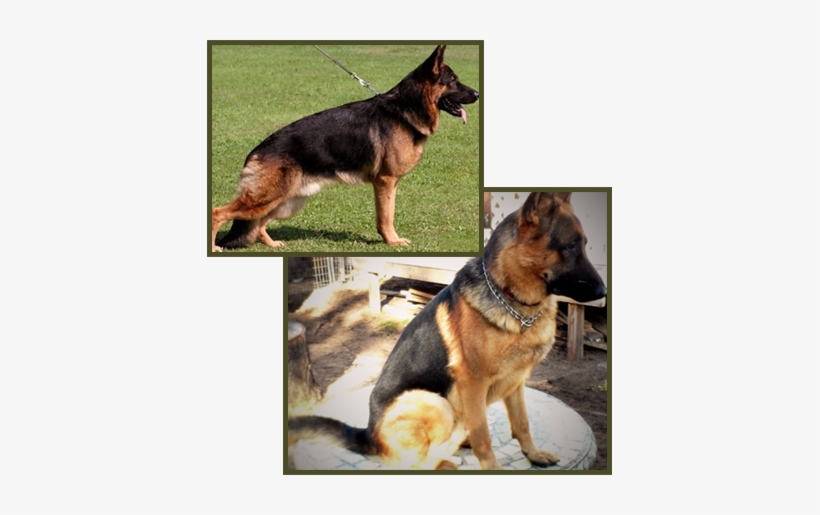 German Shepherds - German Shepherd, transparent png download