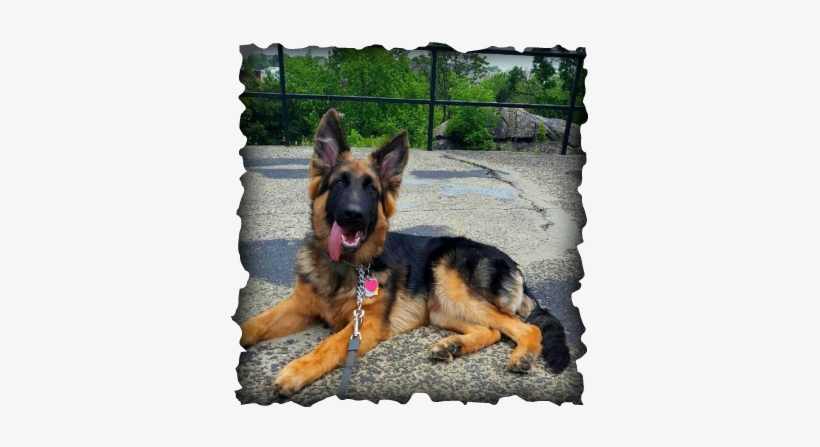 Nina's 2nd Litter - Ayungon Nhs, transparent png download