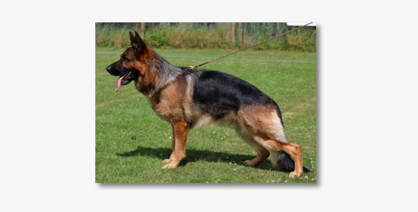 German Shepherd, transparent png download