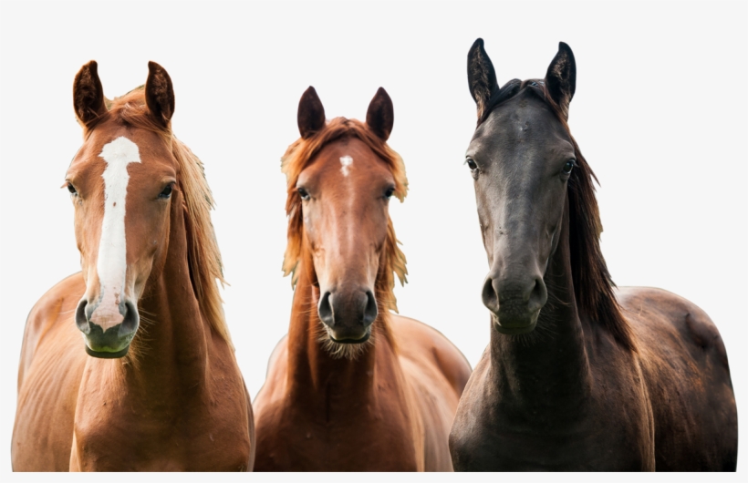 A Great Place To Learn, Live And Love Everything About - Horses Png, transparent png download