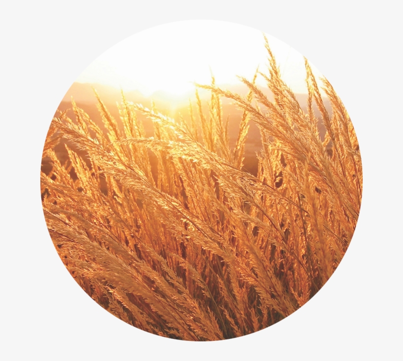 Prayer - Holy Life: Living In Purity And Obedience, transparent png download