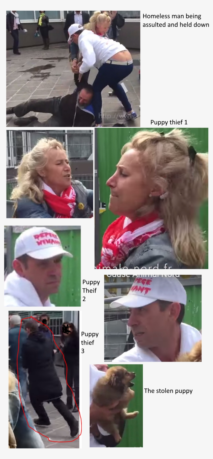 Face Of A Puppy Thief, transparent png download