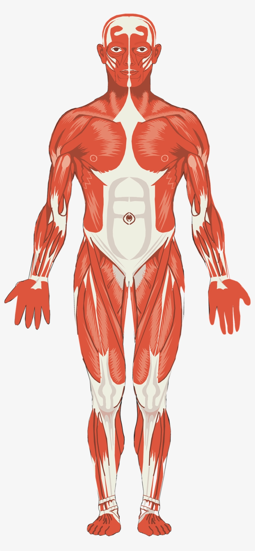 Musculature Png, transparent png download