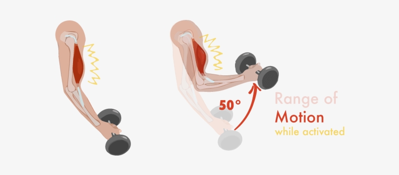 The Exerstats Also Show How Much A Muscle Moves While - Training, transparent png download