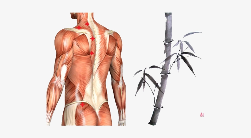 Drawing Of Body Muscles As A Guide For Sports Massage - Muscles Massage, transparent png download