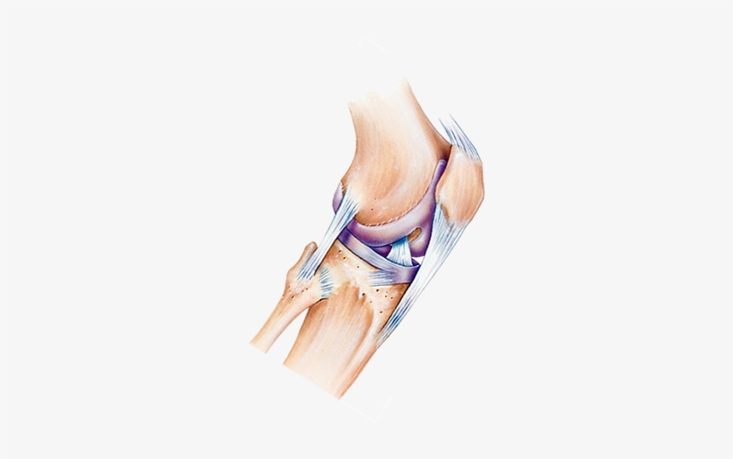 Musculoskeletal & Integumentary Systems - Muscukoskeletal Png, transparent png download