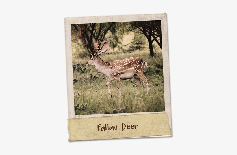 Fallow Deer Were Native To Most Of Europe And The Middle - Fallow Deer, transparent png download