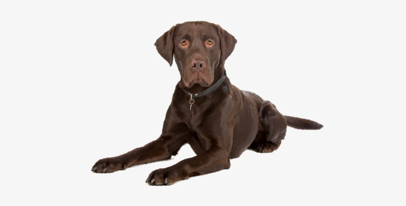 Looking For A Labrador Retriever Puppy Or Dog In Illinois - El Paso, transparent png download