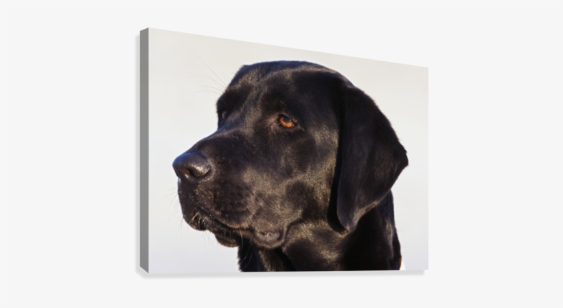 Close-up Of Black Labrador Retriever Canvas Print - Labrador Retriever, transparent png download
