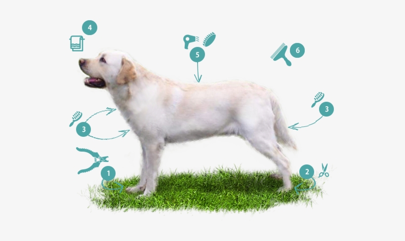 Labrador Retriever - Slovak Cuvac, transparent png download