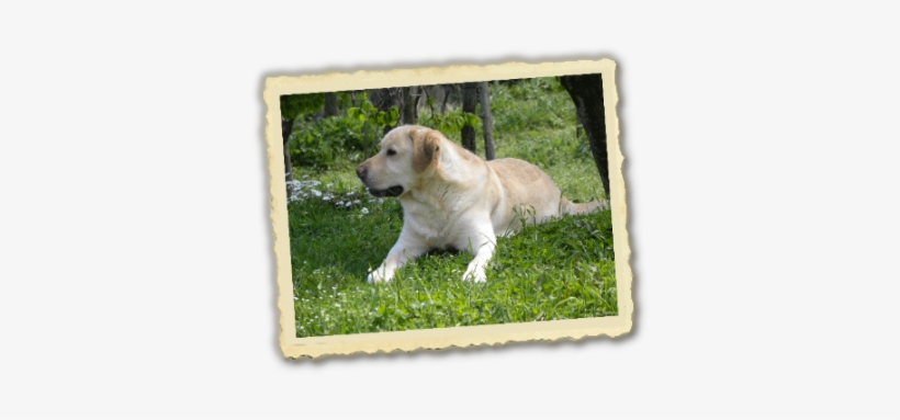 Labrador Cameo's Anema E Core - Labrador Retriever, transparent png download