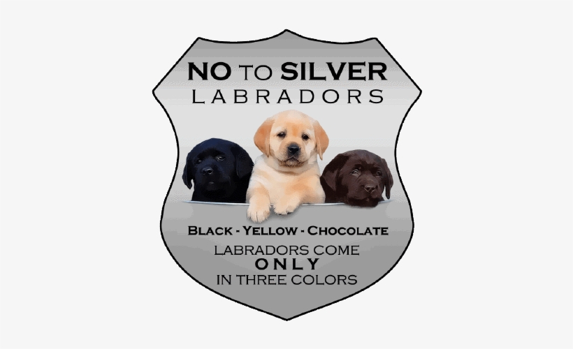 Photo Taken By Sharon Morris Wagner - Differences Between American Labs And English Labs, transparent png download