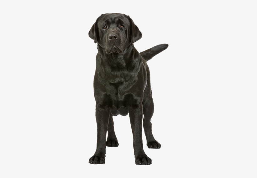 Ph Gr Ch Special Edition's Abdullah - Labrador Breeders In The Philippines, transparent png download