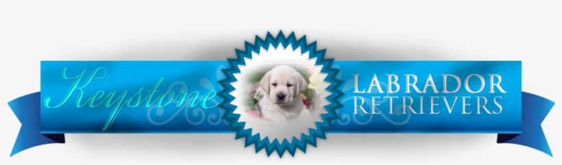 Buckeye Puppies - Keystone, transparent png download