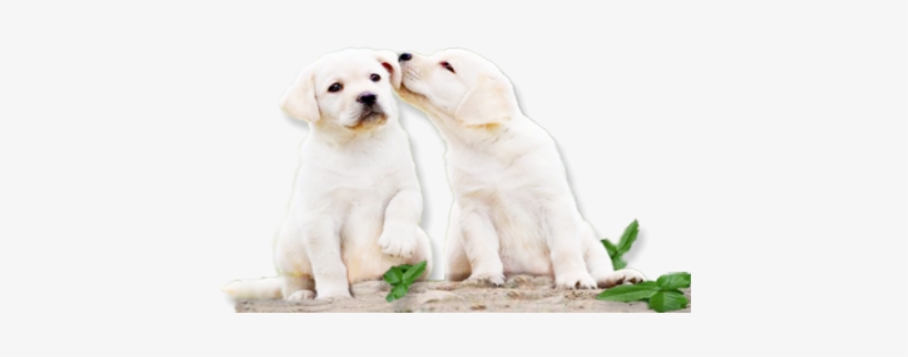 Labrador Puppies And French Bulldogs In Southern California - Labrador Retriever, transparent png download