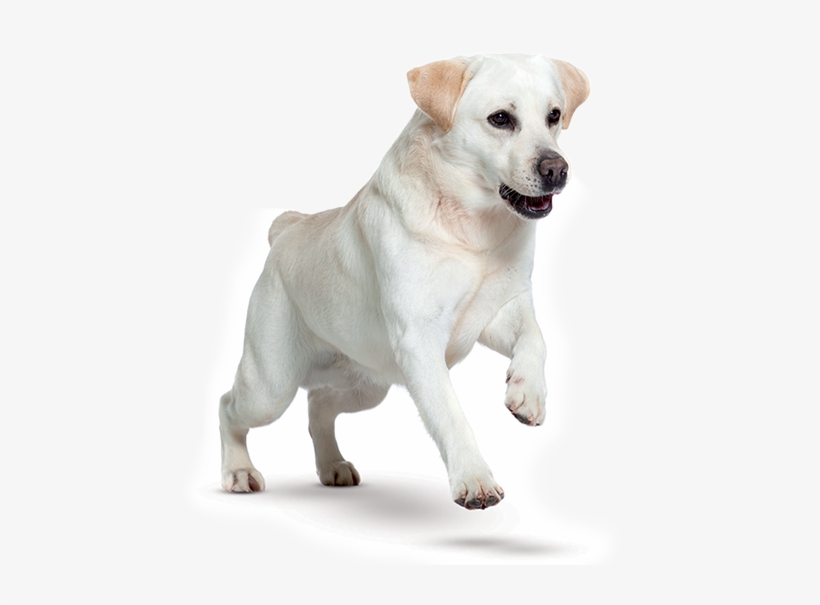 Labrador Retrievers Are Good-natured, Active And Affectionate - Veterinary Physician, transparent png download