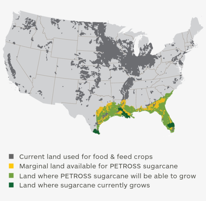 Currently It Is Grown Mainly In Brazil, India And China - Sugarcane Found In The United States, transparent png download