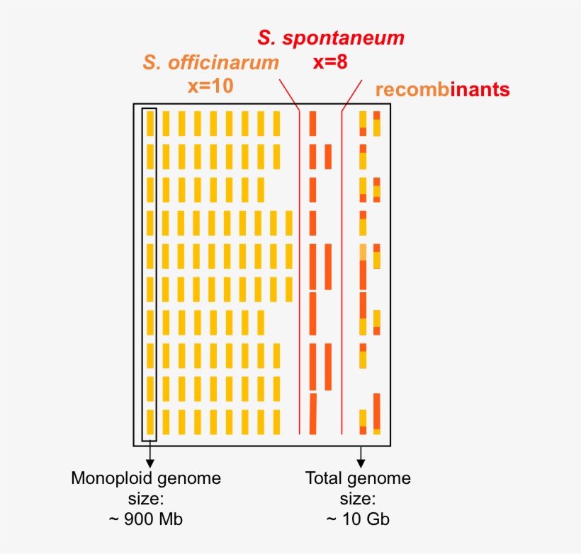 Schematic Representation Of The Genome Of A Typical - Number, transparent png download