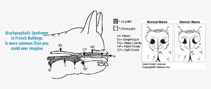 The Skull Bones Of Brachycephalic Dogs Are Shortened French Bulldog Nose Anatomy Transparent Png 800x273 Free Download On Nicepng