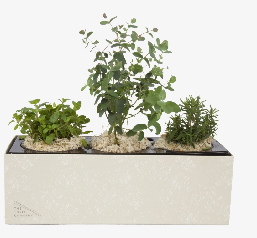 Breathe Blend - Herb, transparent png download