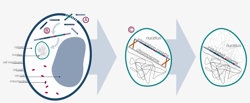 Integration Of The Composite Cassette Into The Part - Circle, transparent png download