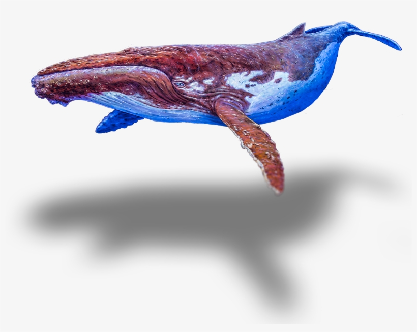 Seeking The Enchanted Forest - Wrasses, transparent png download