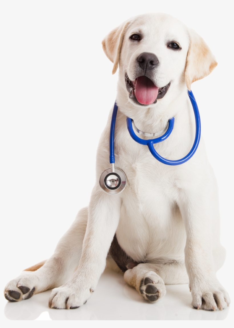 tom van meter practical handbook of veterinary homeopathy transparent png 1385x1772 free download on nicepng nicepng