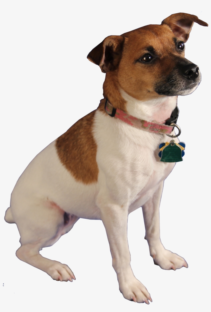 Bella, Bed Bug Dog - Png Cut Out Dog, transparent png download