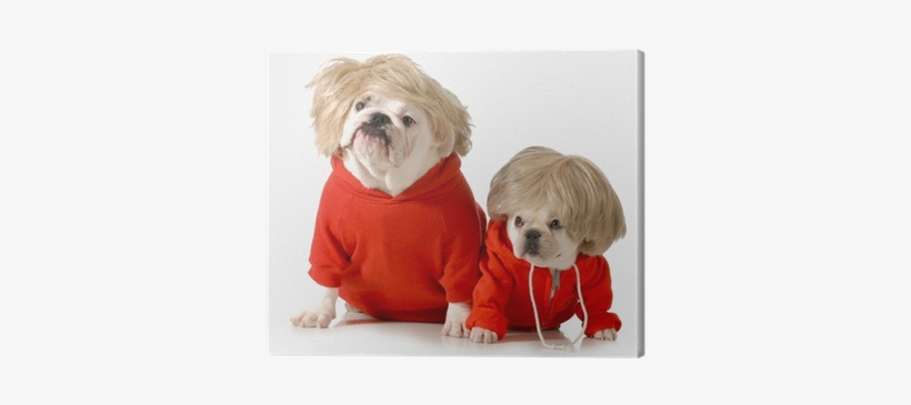 Poster: Cole's Cute Dogs Wearing Exercise Clothing, transparent png download